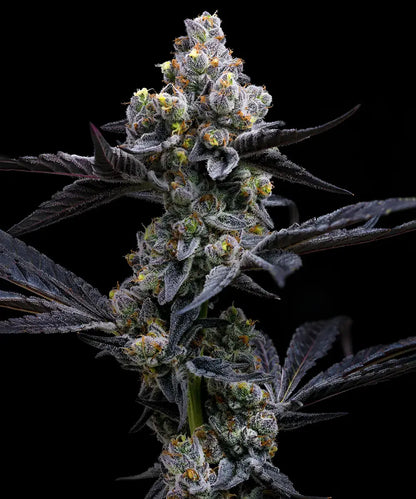 GARLIC COOKIES STRAIN
