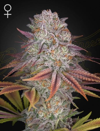 PULP FRICTION: MELONADE X KONG'S KRUSH STRAIN