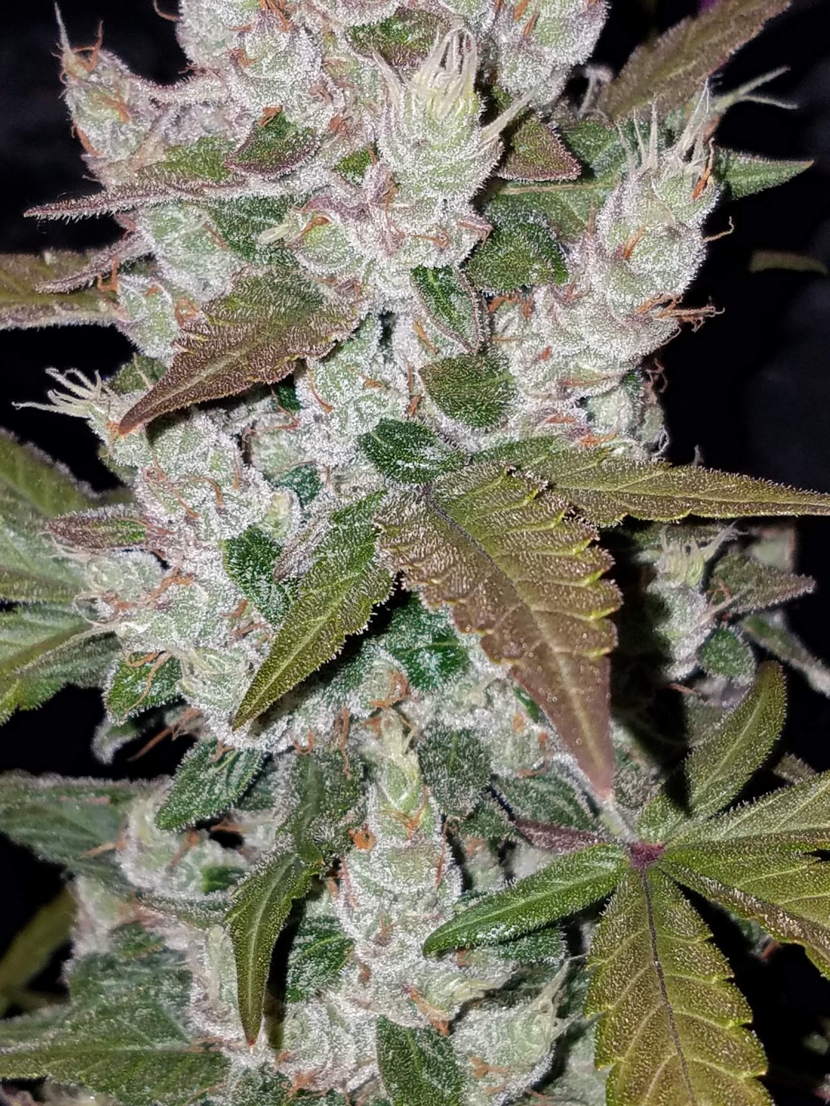 GIRL SCOUT COOKIES AUTO STRAIN