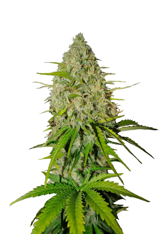 GRAPEFRUIT AUTO STRAIN