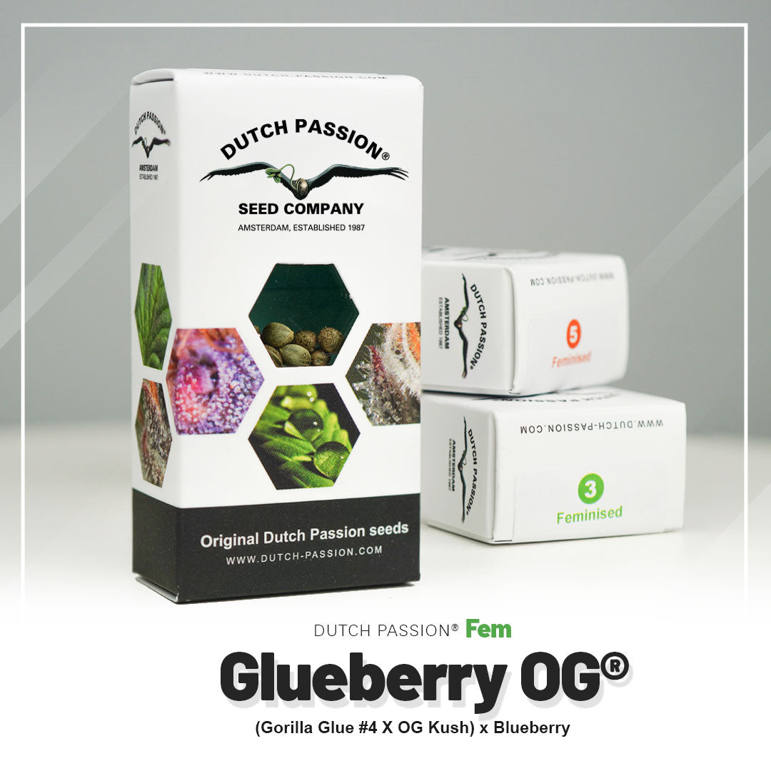 GLUEBERRY OG STRAIN