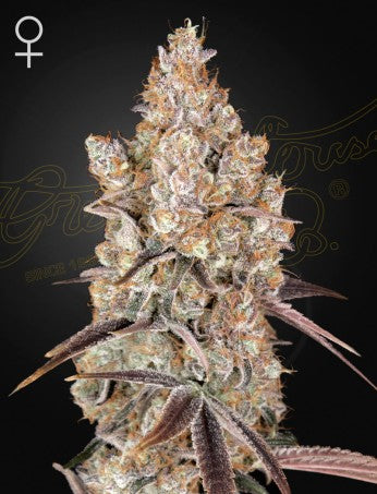 HOLY SNOW: HAWAIIAN SNOW X HOLY PUNCH STRAIN