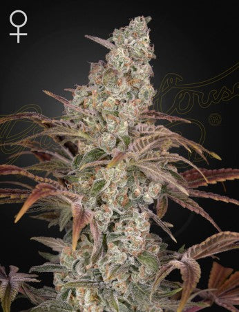 JACK'S DREAM: JACK HERER X A.M.S STRAIN