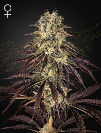 KONG'S KRUSH: BANANA PUNCH X WONDER PIE STRAIN