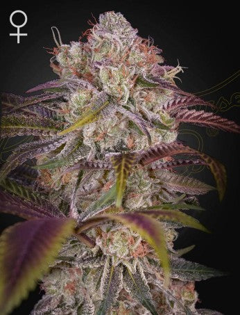 GRAN JEFA: MONEY MAKER X RUNTZ STRAIN