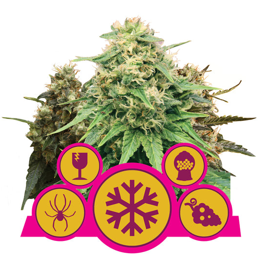 FEMINIZED MIX STRAIN