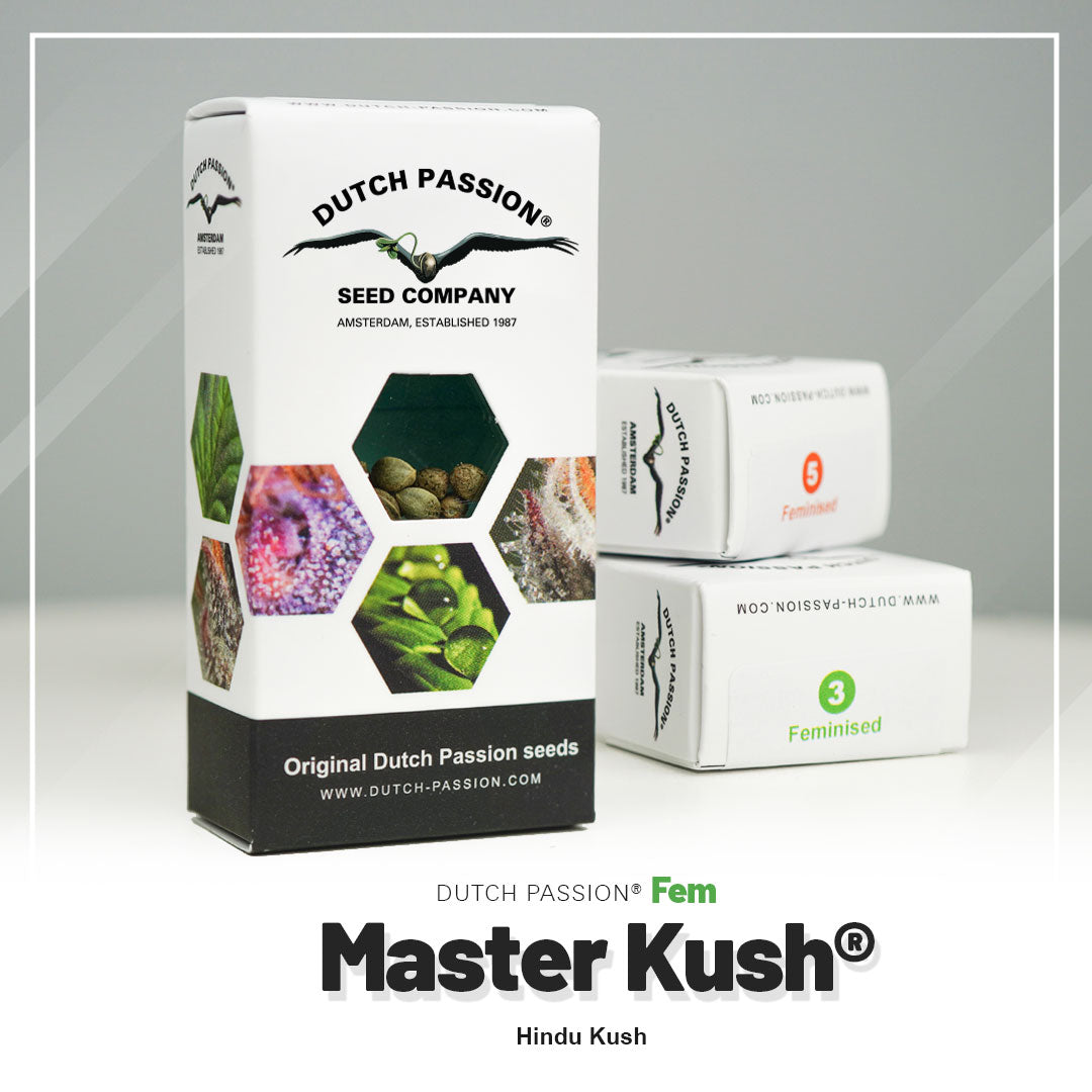 MASTER KUSH STRAIN