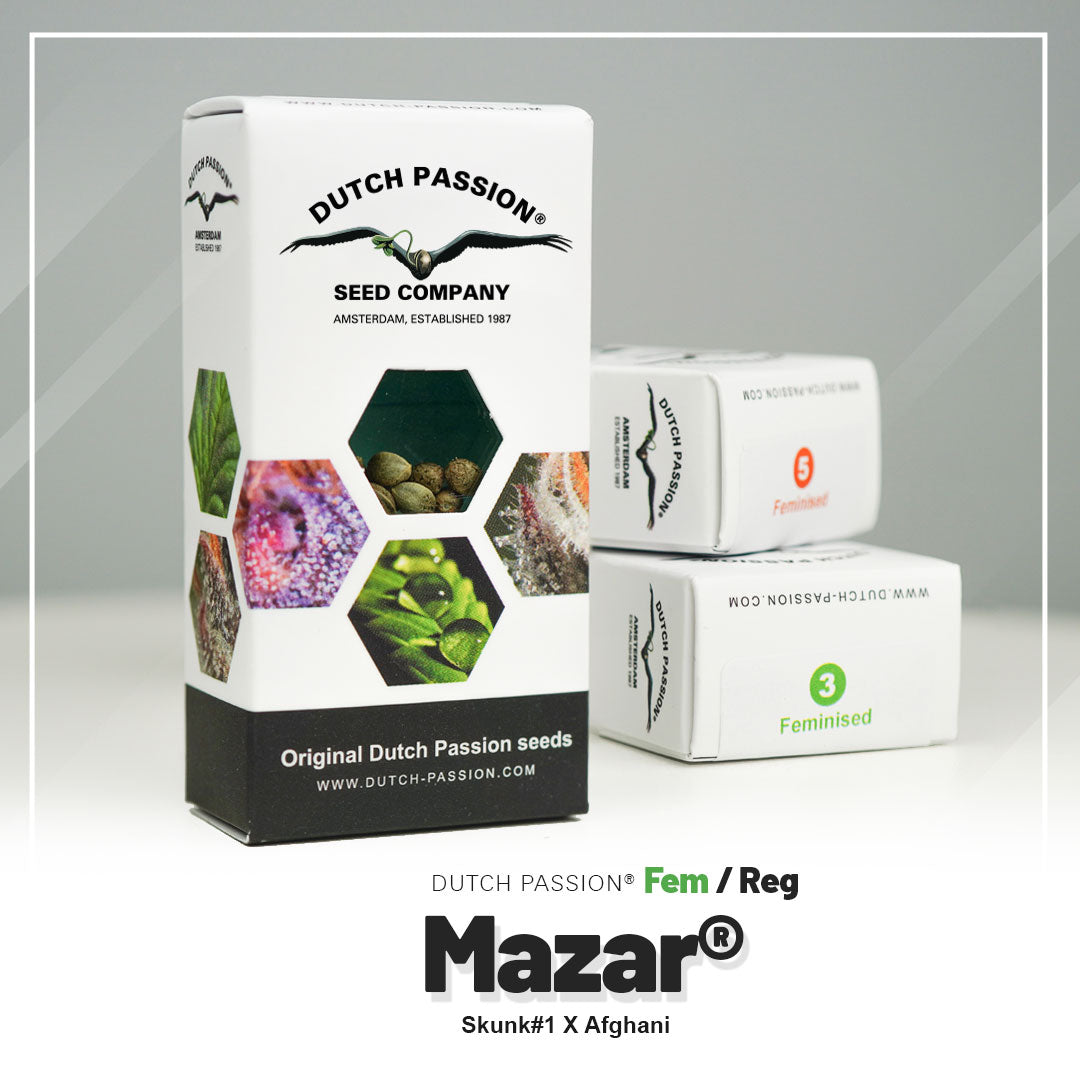 MAZAR STRAIN