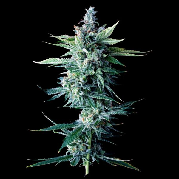 MISS DNA STRAIN