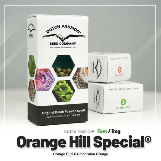 ORANGE HILL SPECIAL STRAIN