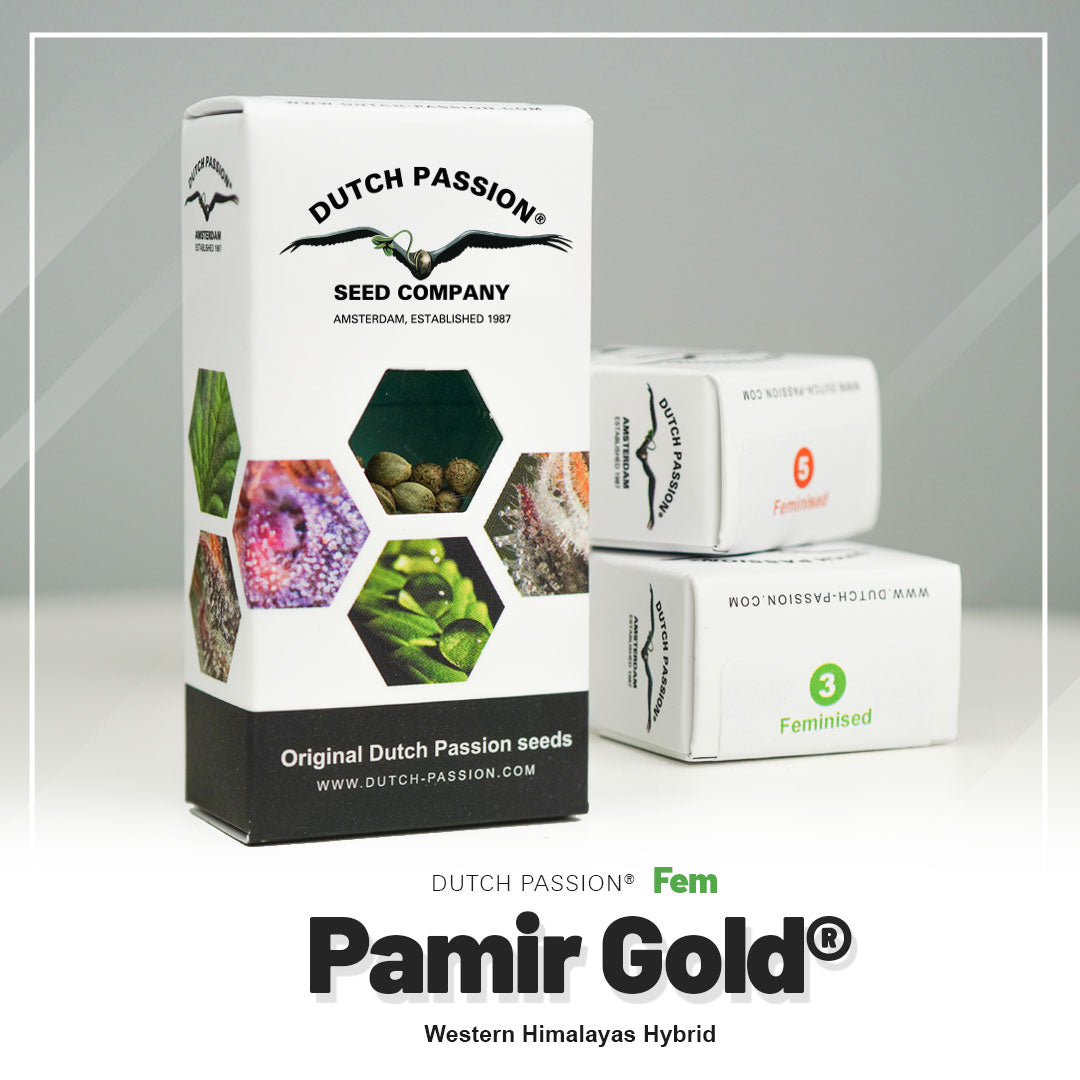 PAMIR GOLD STRAIN