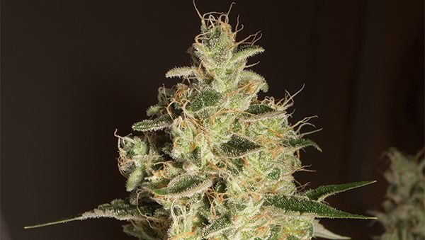 RASPBERRY DIESEL STRAIN