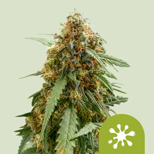 STICKY QUEEN AUTO STRAIN