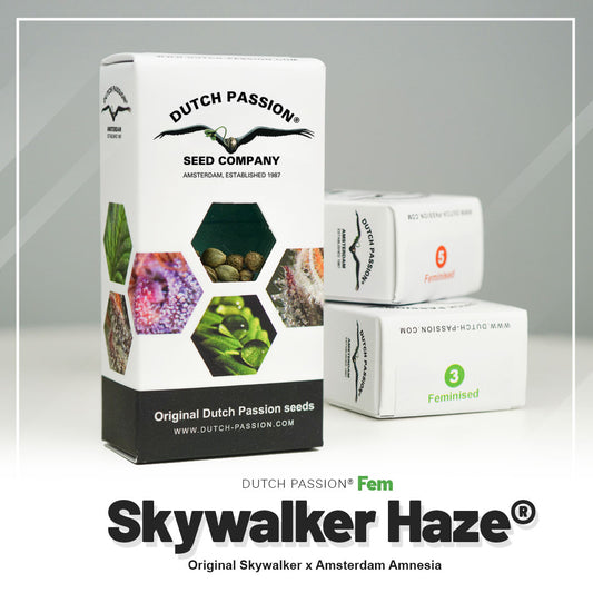 SKYWALKER HAZE STRAIN