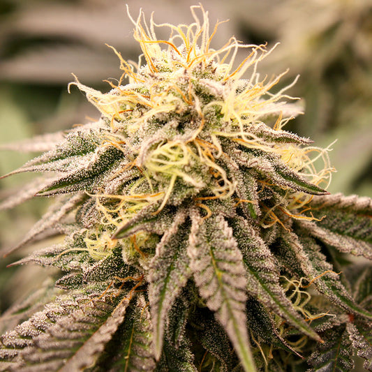 SUNDOGZ STRAIN
