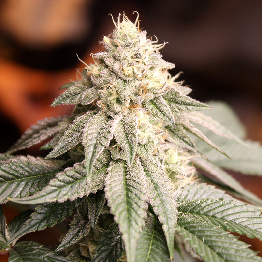 SUNSET BRIDE STRAIN