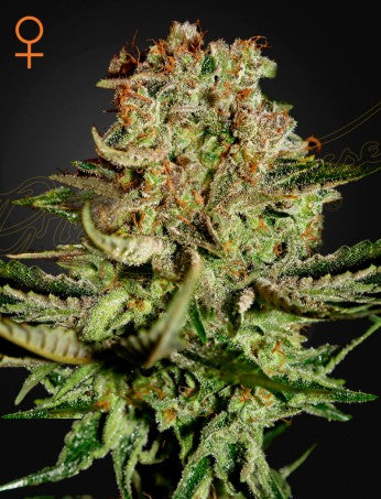 SUPER BUD: BIG BUD X SKUNK STRAIN