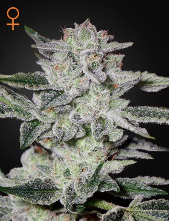 SWEET VALLEY KUSH: AFGHAN KUSH X HINDU KUSH STRAIN