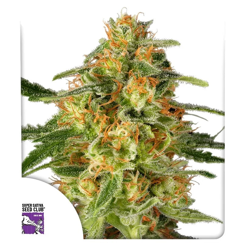 TNT TRICHOME STRAIN
