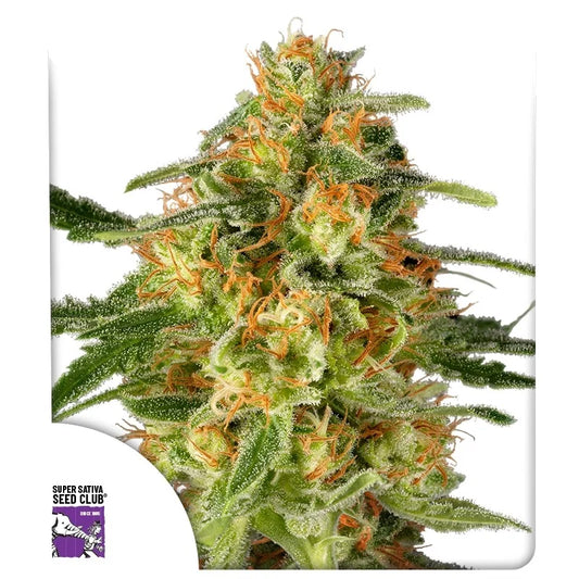 TNT TRICHOME STRAIN