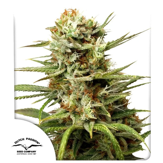 WHITE WIDOW AUTO STRAIN