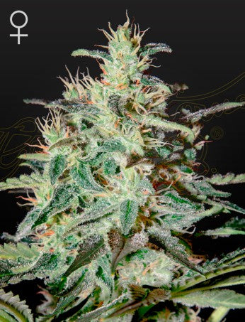 WHITE LEMON: EL NINO X SUPER LEMON HAZE STRAIN