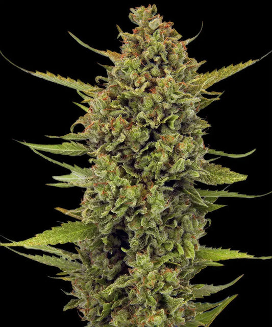 ACAPULCO GOLD STRAIN - SeedySide