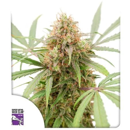 AK TRIPLE HAZE AUTO STRAIN - SeedySide