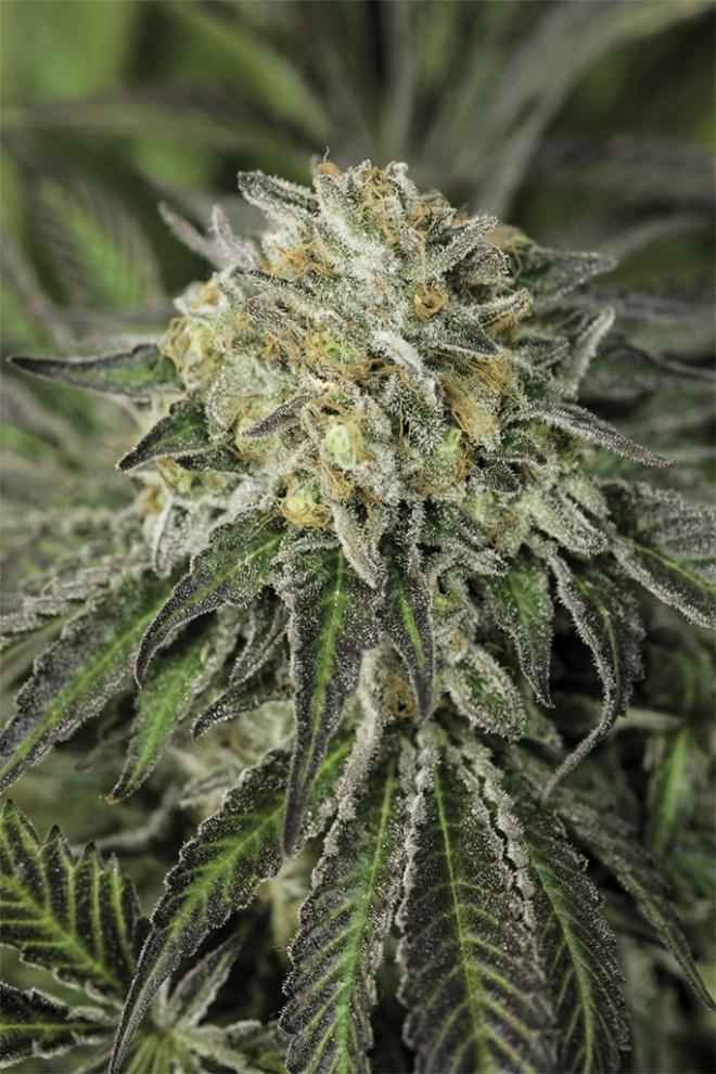 AMHERST SOUR DIESEL STRAIN - SeedySide