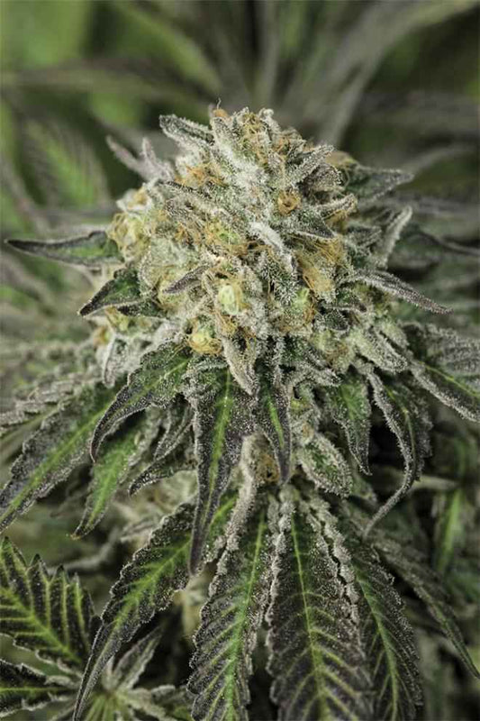 AMHERST SOUR DIESEL STRAIN - SeedySide