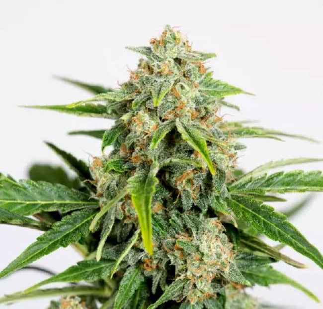 AMNESIA CBD PURE AUTO STRAIN - SeedySide