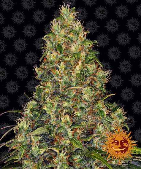 AMNESIA HAZE AUTO STRAIN - SeedySide