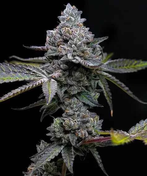 APPLE FRITTER STRAIN - SeedySide