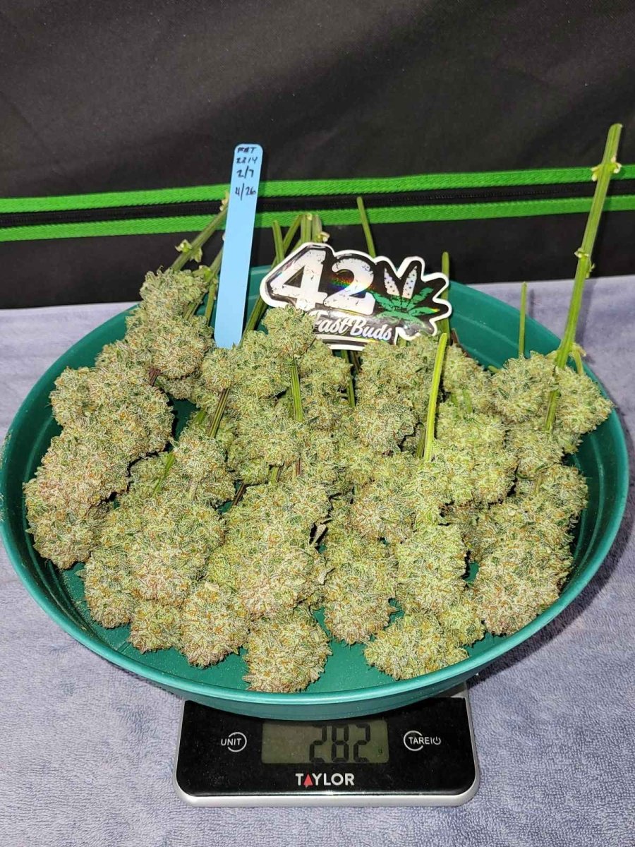 APRICOT AUTO STRAIN - SeedySide