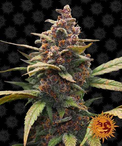 AYAHUASCA PURPLE STRAIN - SeedySide