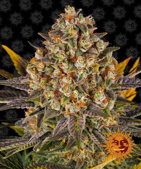 BANANA PUNCH STRAIN - SeedySide