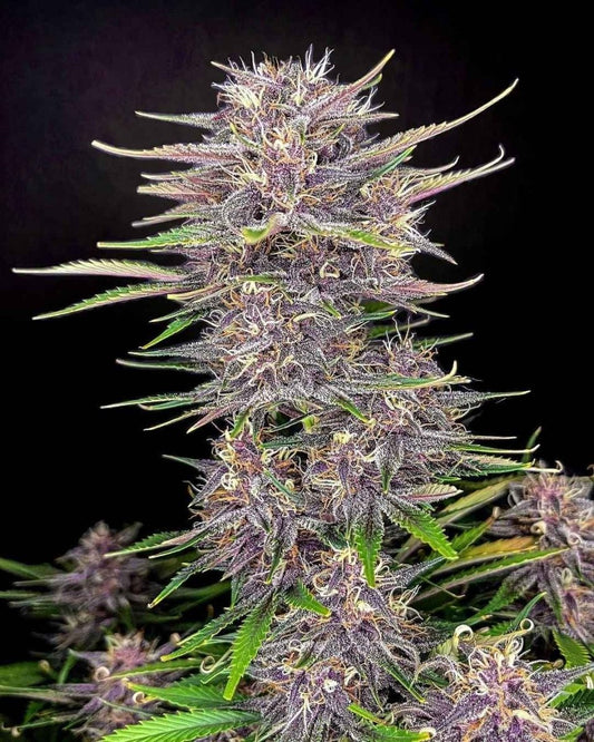 BANANA PURPLE PUNCH AUTO STRAIN - SeedySide
