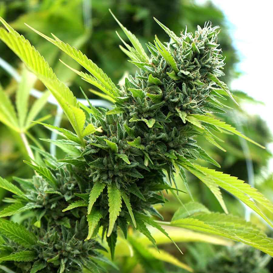 BANANA SAPPHIRE STRAIN - SeedySide