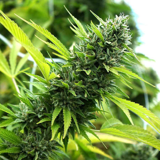 BANANA SAPPHIRE STRAIN - SeedySide