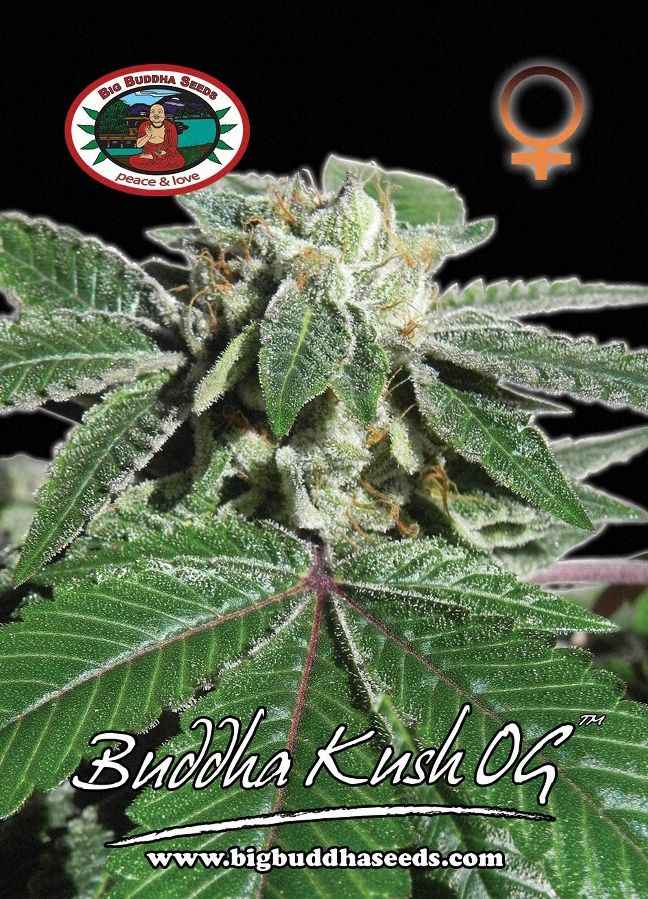 BIG BUDDHA: BIG BUDDHA KUSH OG - SeedySide
