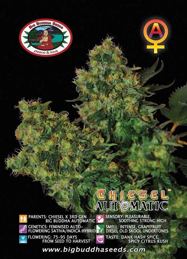 BIG BUDDHA: CHIESEL AUTO - SeedySide