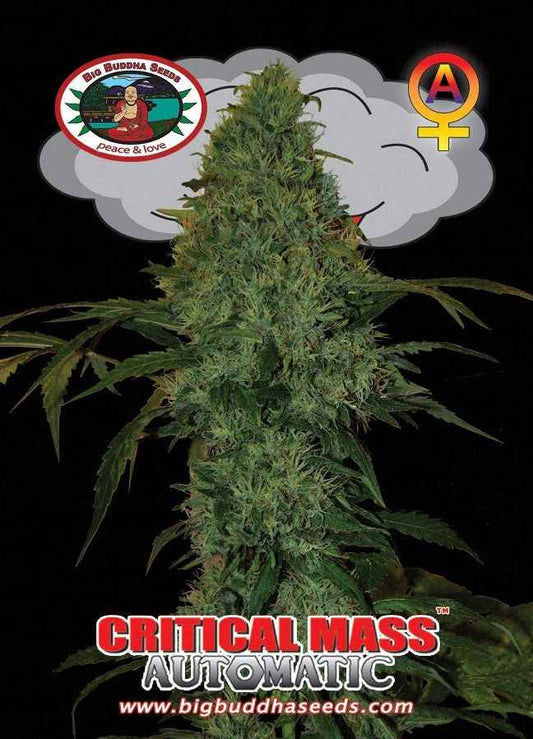BIG BUDDHA: CRITICAL MASS AUTO - SeedySide