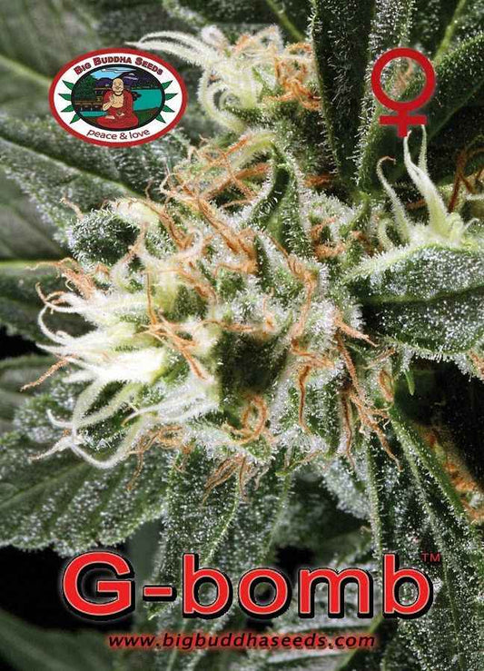 BIG BUDDHA: G BOMB - SeedySide