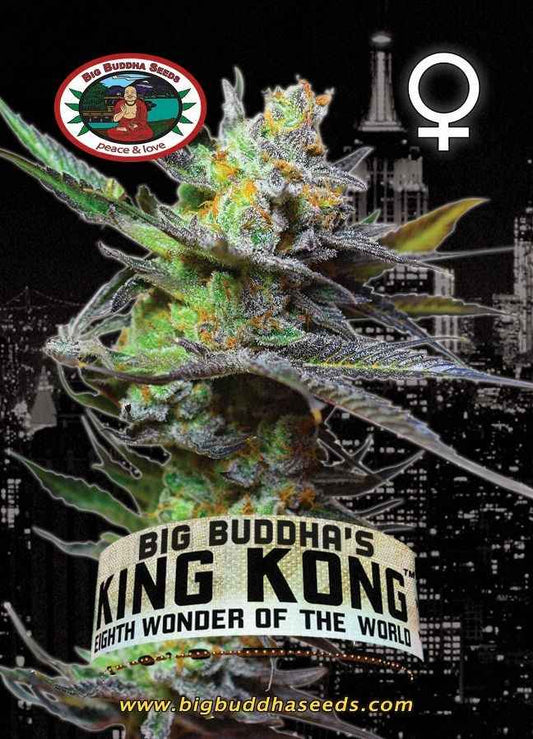 BIG BUDDHA: KING KONG - SeedySide