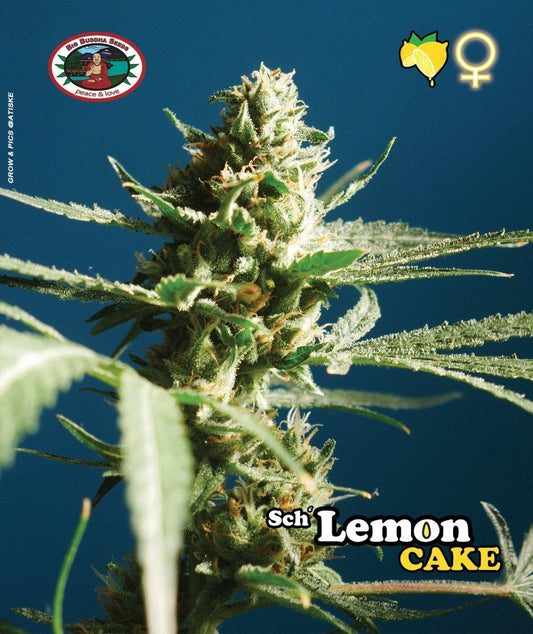 BIG BUDDHA: SCH LEMON CAKE - SeedySide