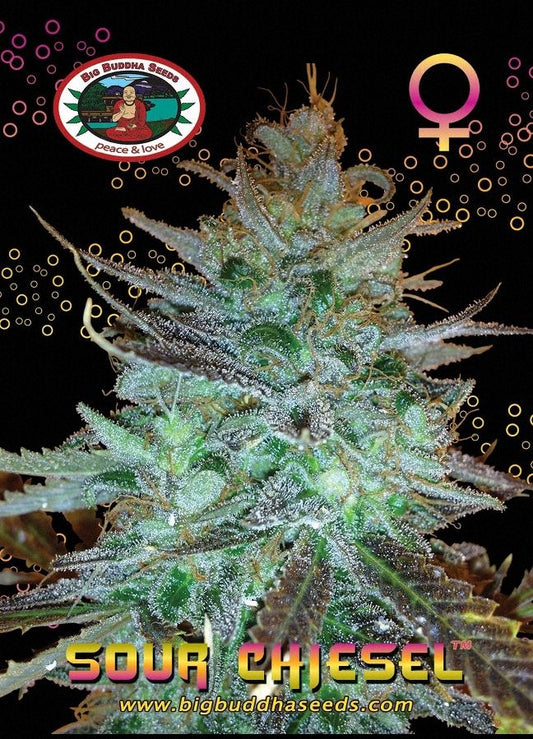 BIG BUDDHA: SOUR CHIESEL - SeedySide