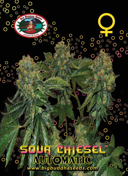 BIG BUDDHA: SOUR CHISEL AUTO - SeedySide