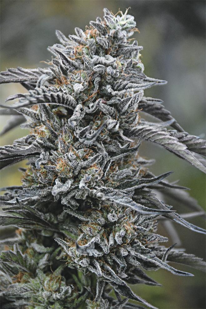 BLACK D.O.G STRAIN - SeedySide