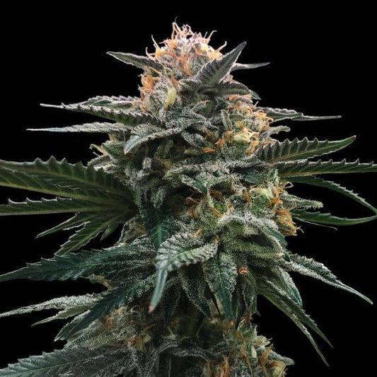 BLOOD ORANGE SORBET STRAIN - SeedySide