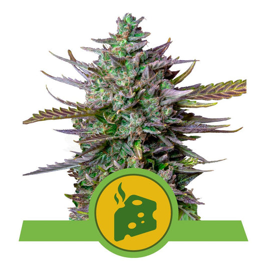 BLUE CHEESE AUTO STRAIN - SeedySide